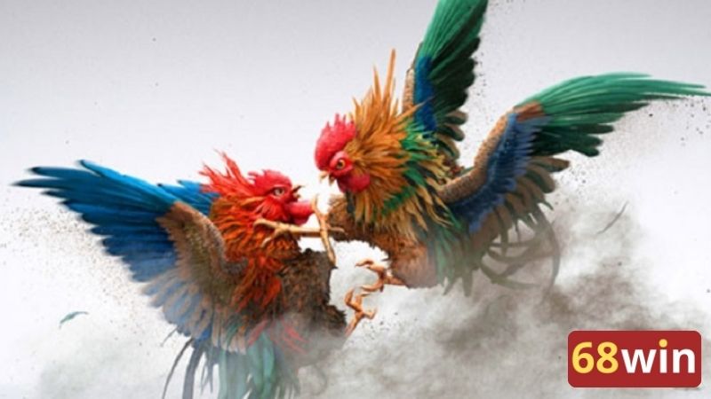 Đá gà cựa dao mang tính sát phạt