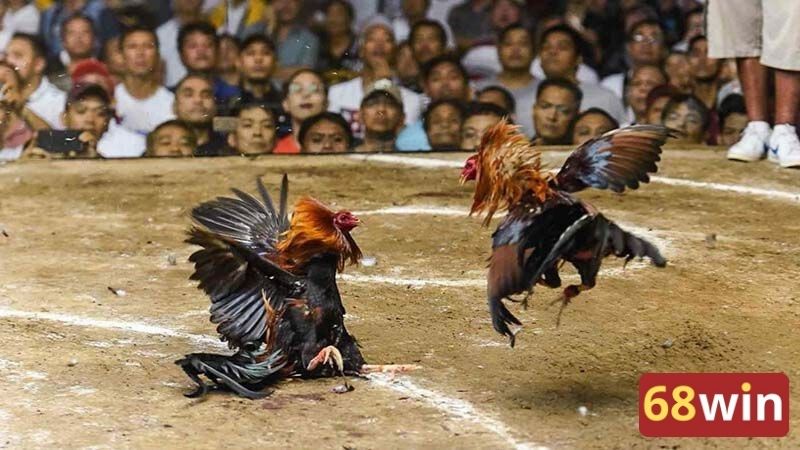 Theo dõi trận đấu trực tiếp gay cấn và hồi hộp